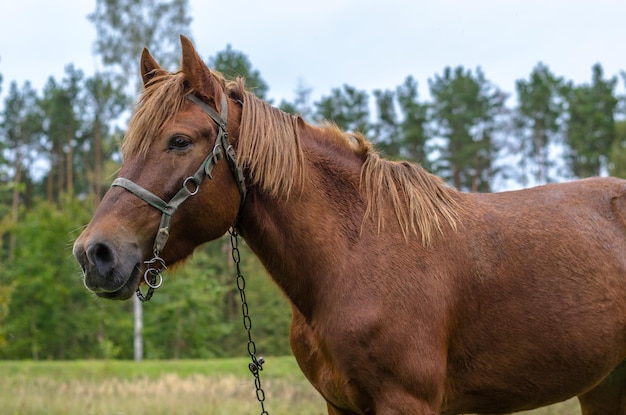 Primer plano Un caballo feliz pastando en un pasto de otoño