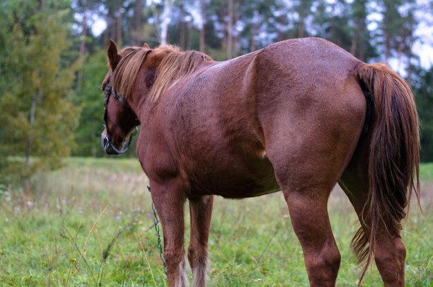 Primer plano Un caballo feliz pastando en un pasto de otoño