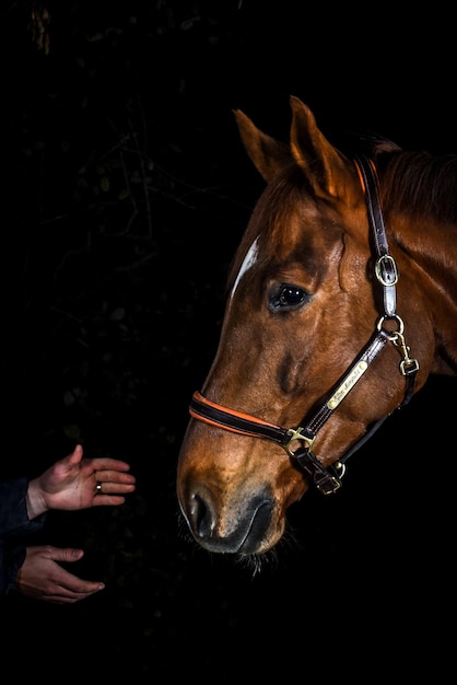 Primer plano de un caballo con manos cortadas en la oscuridad