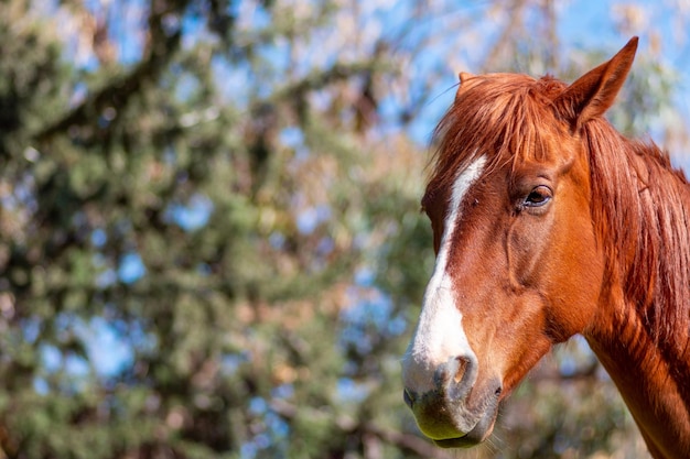 Foto primer plano de un caballo en la naturaleza silvestre