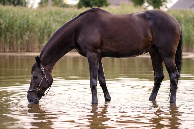 Primer plano de un caballo oscuro bebe agua de un lago. Paseo a caballo