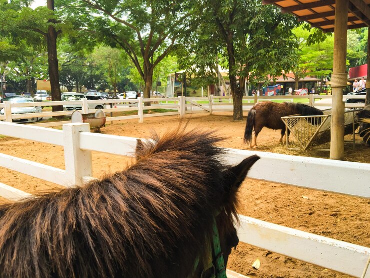 Foto primer plano de un caballo en el parque