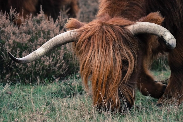 Foto primer plano de un caballo pastando en el campo