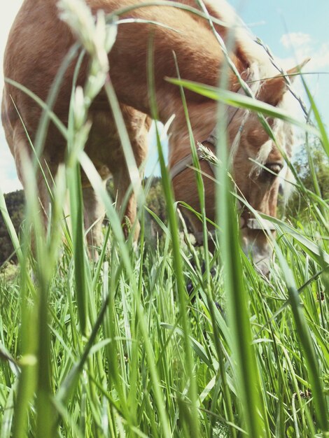 Foto primer plano de un caballo pastando en el campo