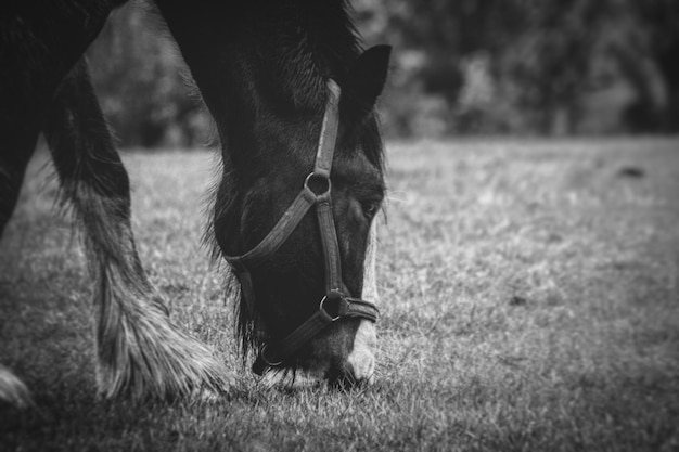 Foto primer plano de un caballo pastando en el campo