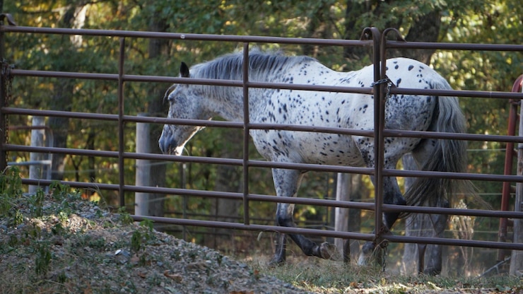 Foto primer plano de un caballo pastando en el campo