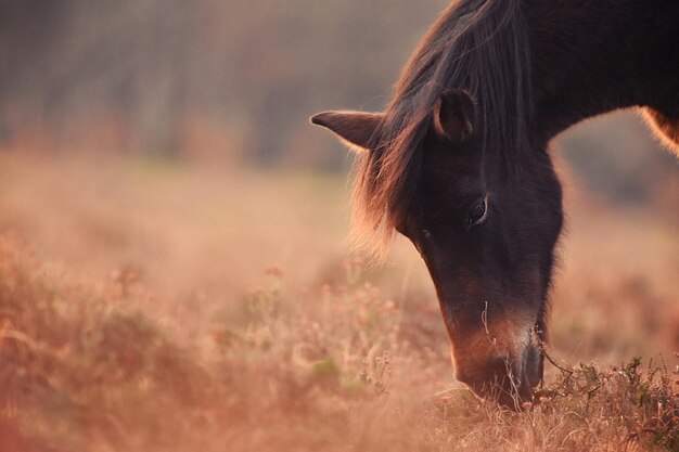 Primer plano de un caballo pastando en una pastura