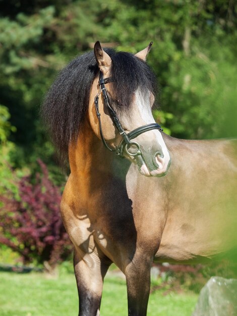 Foto primer plano de un caballo de pie en el campo