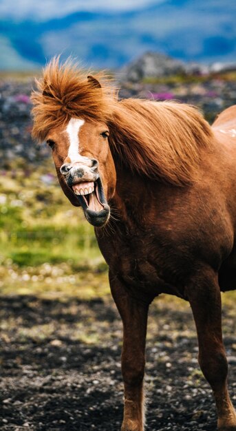 Primer plano del caballo de pie en el campo