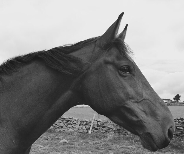 Foto primer plano del caballo de pie contra el cielo despejado