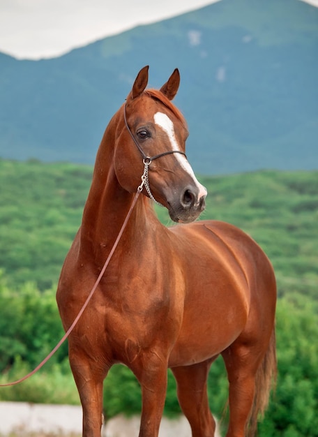 Primer plano de un caballo de pie contra el cielo