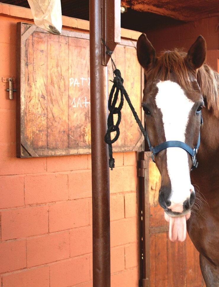 Foto primer plano del caballo de pie contra la pared de ladrillo