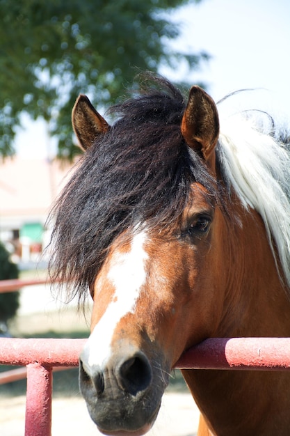 Primer plano de un caballo en un rancho