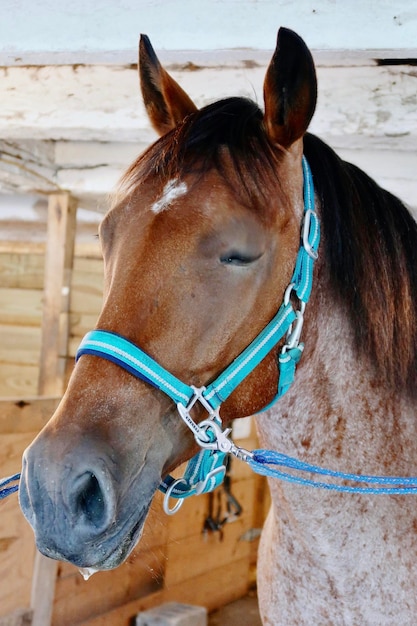 Primer plano de un caballo en un rancho