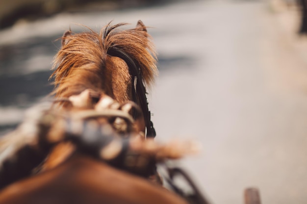 Primer plano del caballo