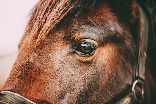Primer plano del caballo