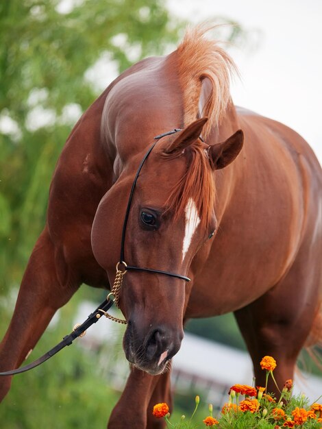 Foto primer plano del caballo