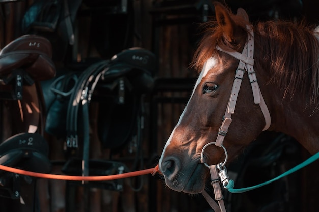 Primer plano del caballo