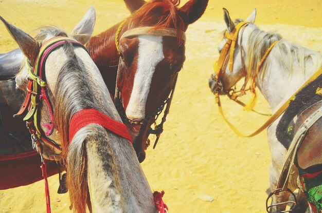 Foto primer plano del caballo