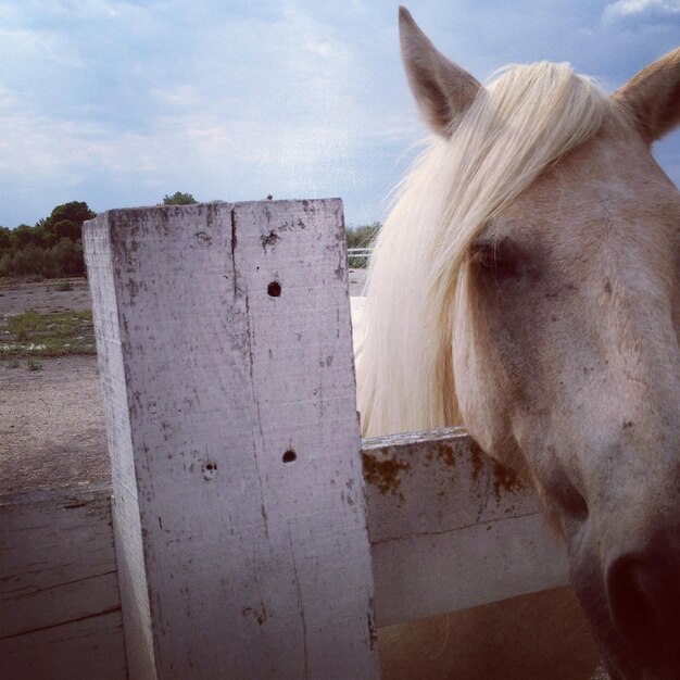 Foto primer plano del caballo