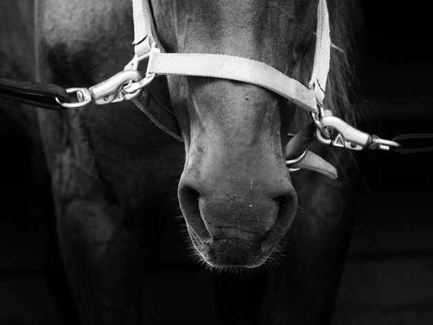 Foto primer plano del caballo