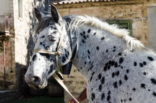 Foto primer plano de un caballo