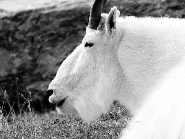 Foto primer plano del caballo