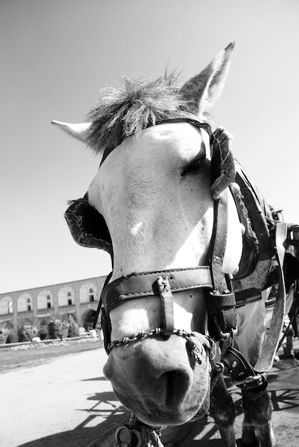 Foto primer plano del caballo