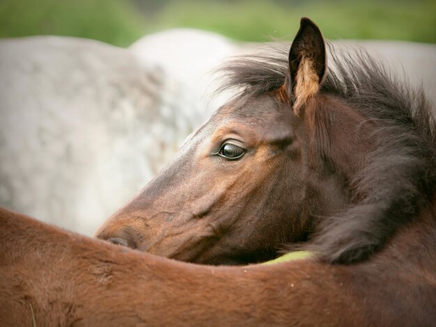 Foto primer plano del caballo