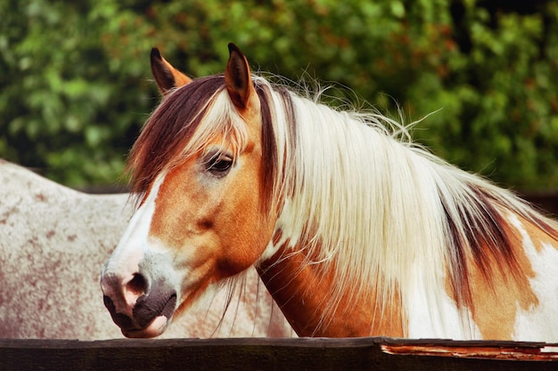 Primer plano del caballo