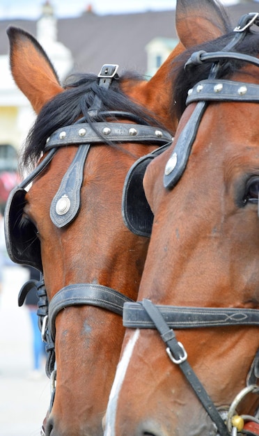 Foto primer plano del caballo