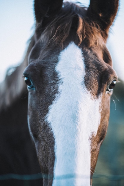 Foto primer plano del caballo