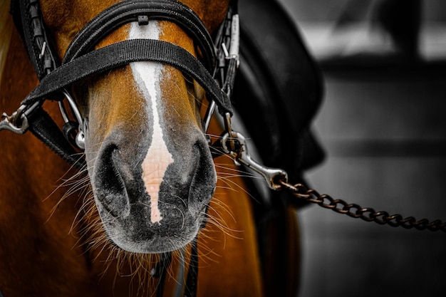 Foto primer plano del caballo