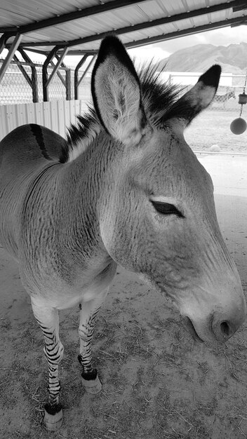 Foto primer plano del caballo