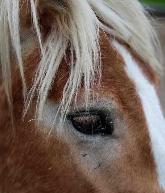 Foto primer plano de un caballo