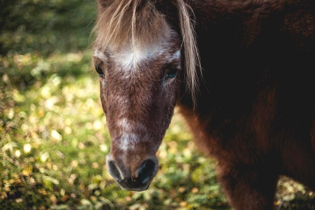 Foto primer plano de un caballo