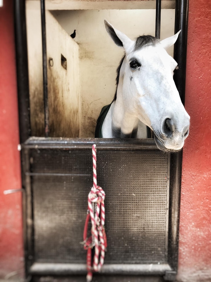Foto primer plano del caballo