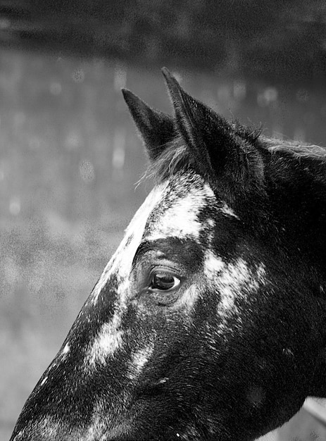 Foto primer plano del caballo