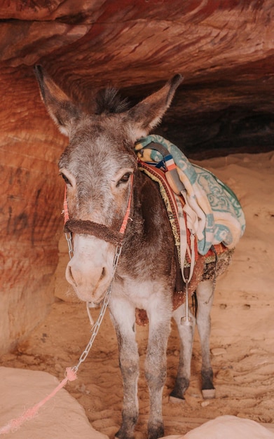 Primer plano de un caballo