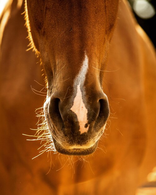 Foto primer plano del caballo