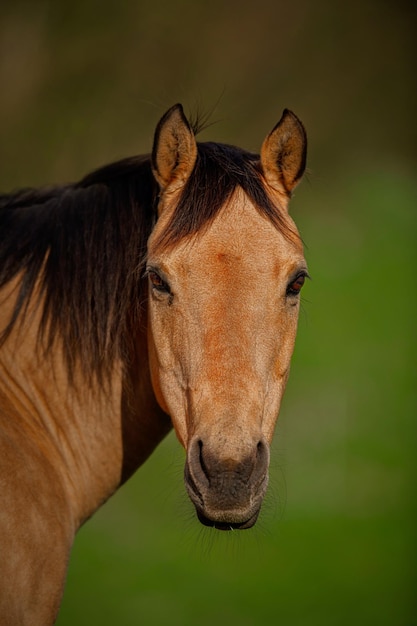 Foto primer plano de un caballo