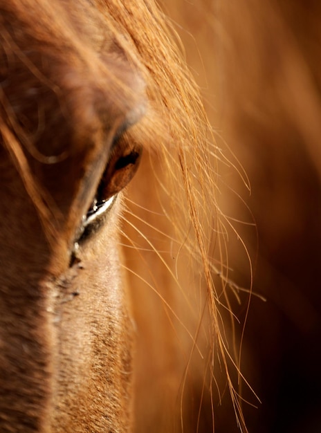 Primer plano de un caballo