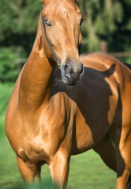 Primer plano del caballo