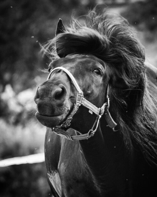 Foto primer plano de un caballo