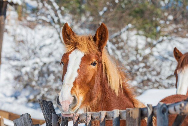 Foto primer plano de un caballo