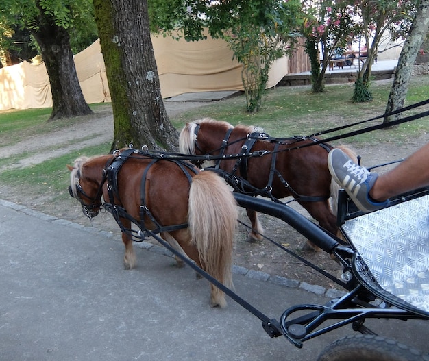 Foto primer plano del caballo