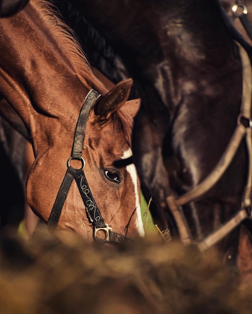 Foto primer plano de un caballo