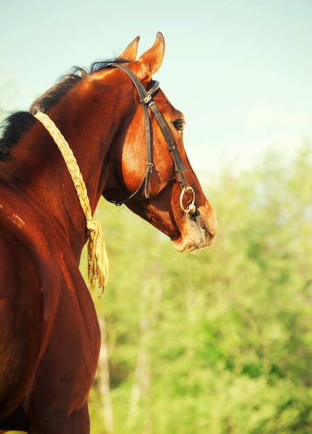 Foto primer plano del caballo