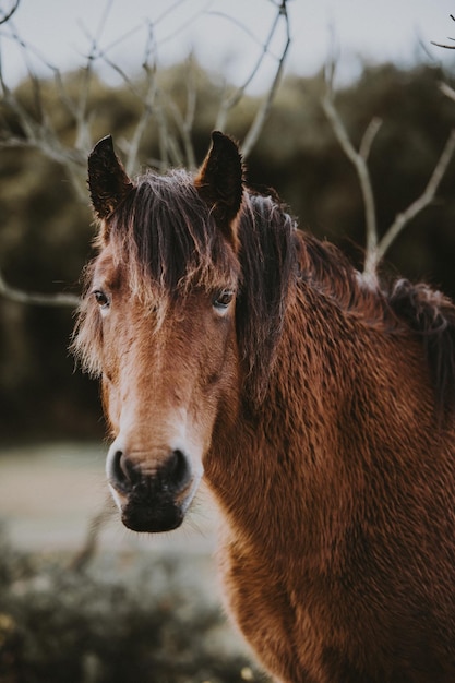 Primer plano del caballo