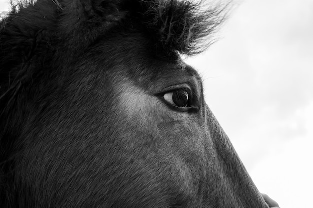 Foto primer plano del caballo